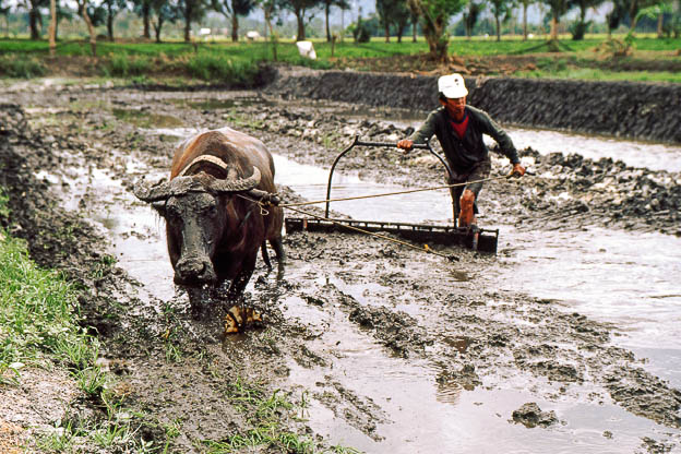 Kreativität ist manchmal wie ackern … Reisesouvenir aus den Philippinen © Till Erdmenger – Businessfotos